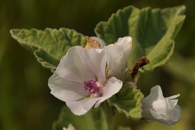 World Plants â€“ Sources for Botanical Courses